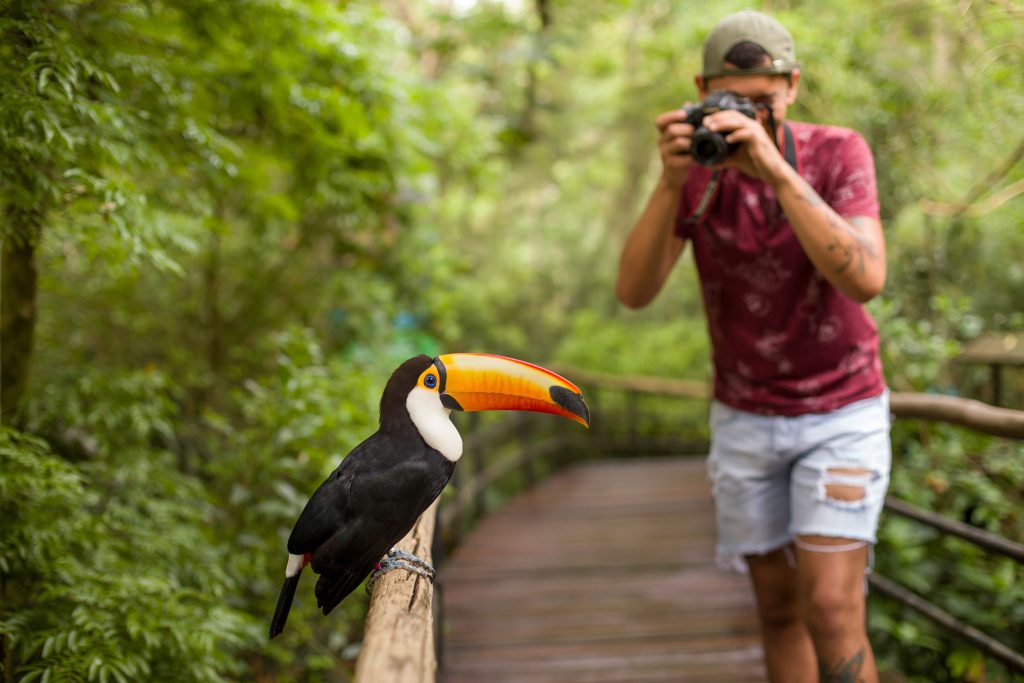Turista fotografando tucano