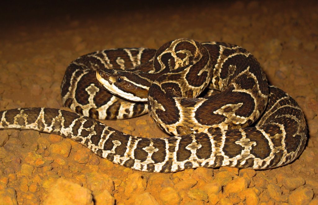 Conheça 10 curiosidades sobre a cobra-rei, a maior serpente