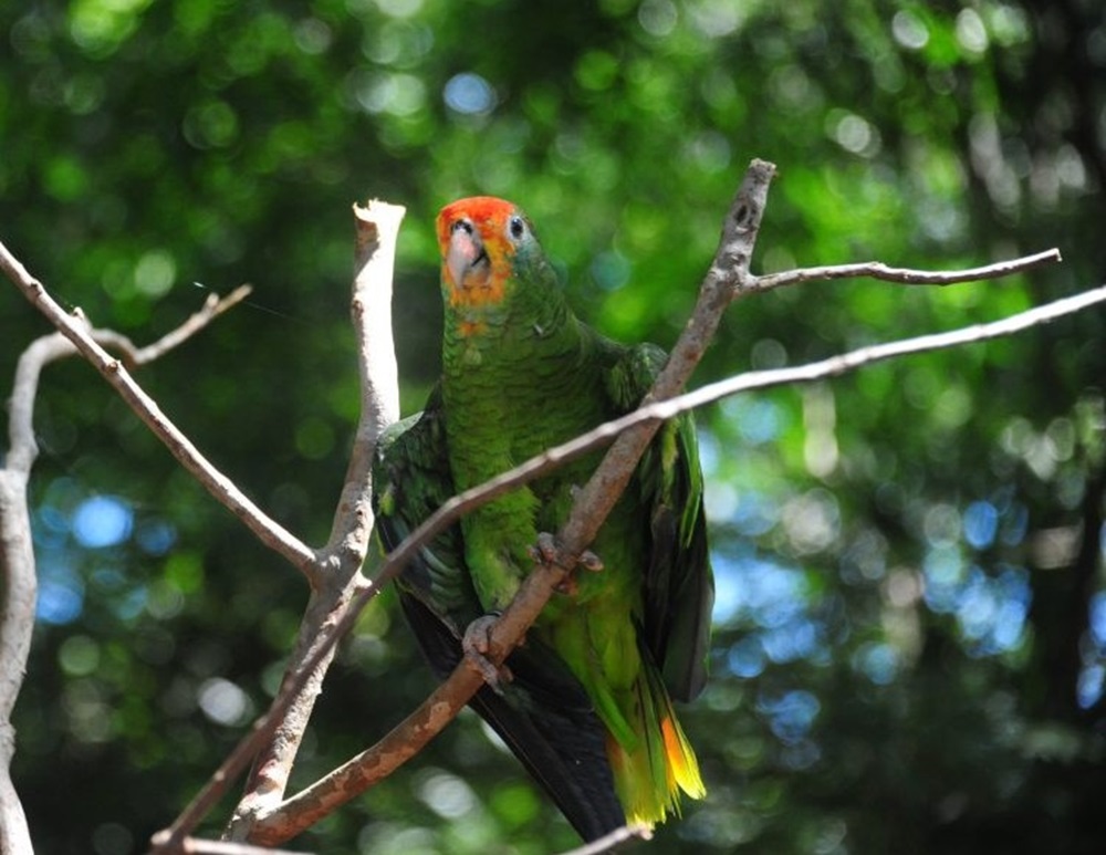 Um papagaio de cor verde brilhante com a cabeça laranja está pousado em um galho em uma área de floresta tropical. 