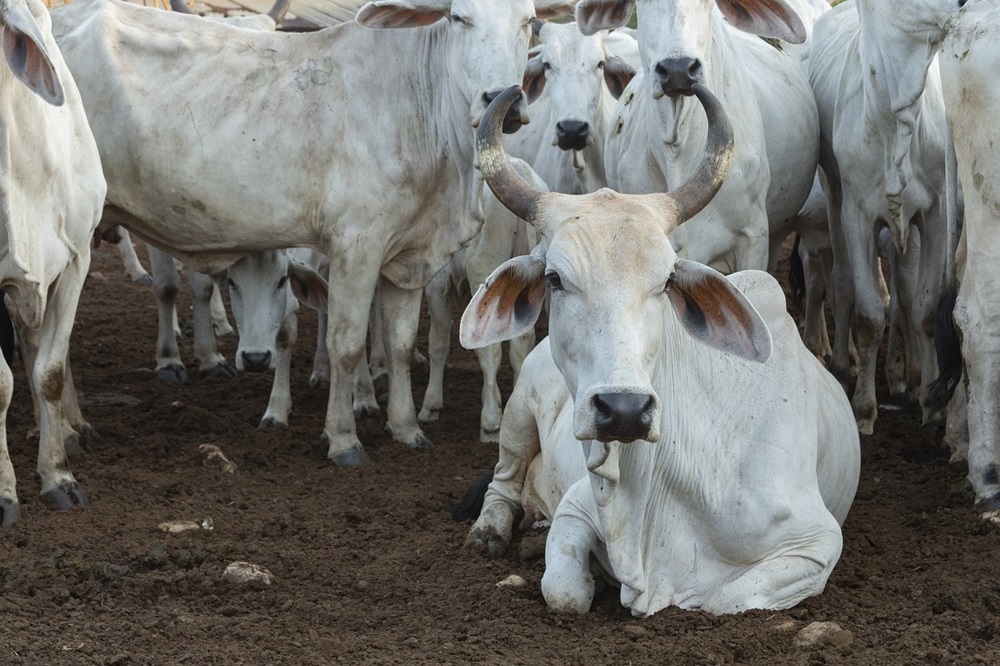 Grupo de gado branco em uma fazenda, com um boi sentado no primeiro plano, cercado por outros animais de pé.