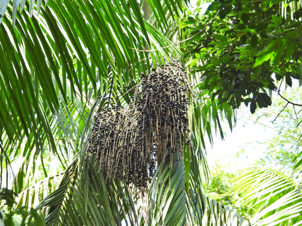 Cacho de frutos de açaí pendente de uma palmeira, cercado por folhas verdes exuberantes sob a luz do sol.