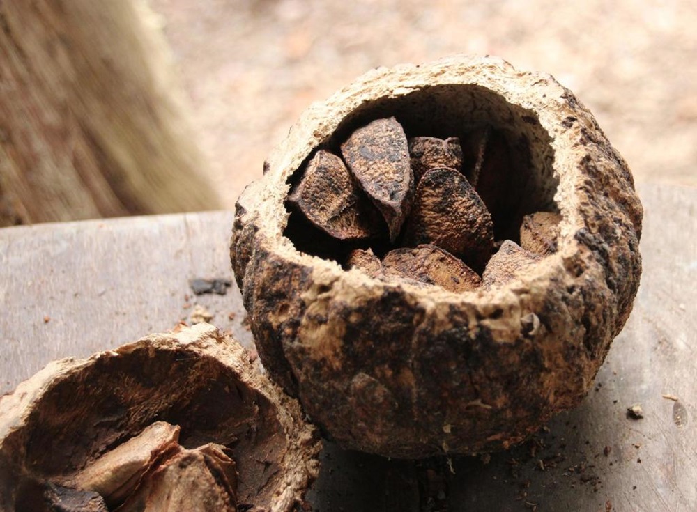 Semente de castanha-do-pará aberta, revelando várias castanhas marrons encaixadas em seu interior.