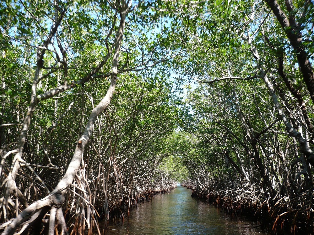 Um corredor natural formado por árvores de manguezal com galhos entrelaçados, criando um túnel verde sobre a água.