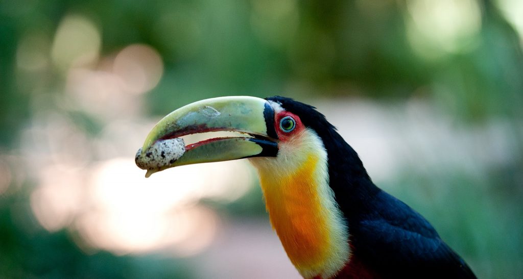 Um tucano-de-bico-verde em destaque, com plumagem preta, pescoço alaranjado e um grande bico curvado esverdeado. A ave segura um pequeno fruto no bico, em meio a um fundo desfocado de vegetação tropical