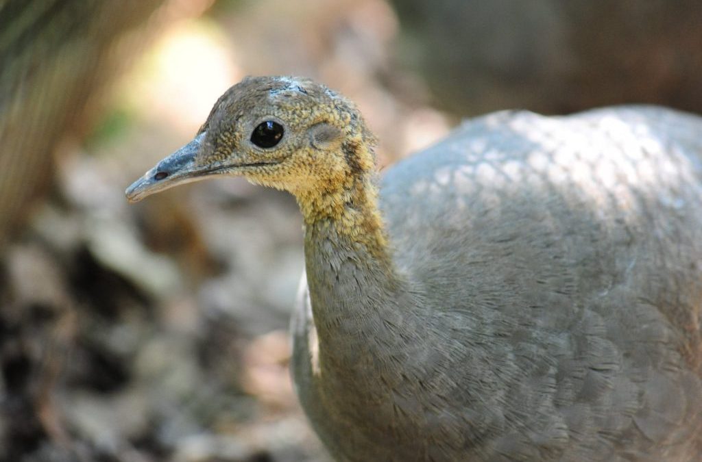 Ameaçados da MA – Macuco (Tinamus solitarius)