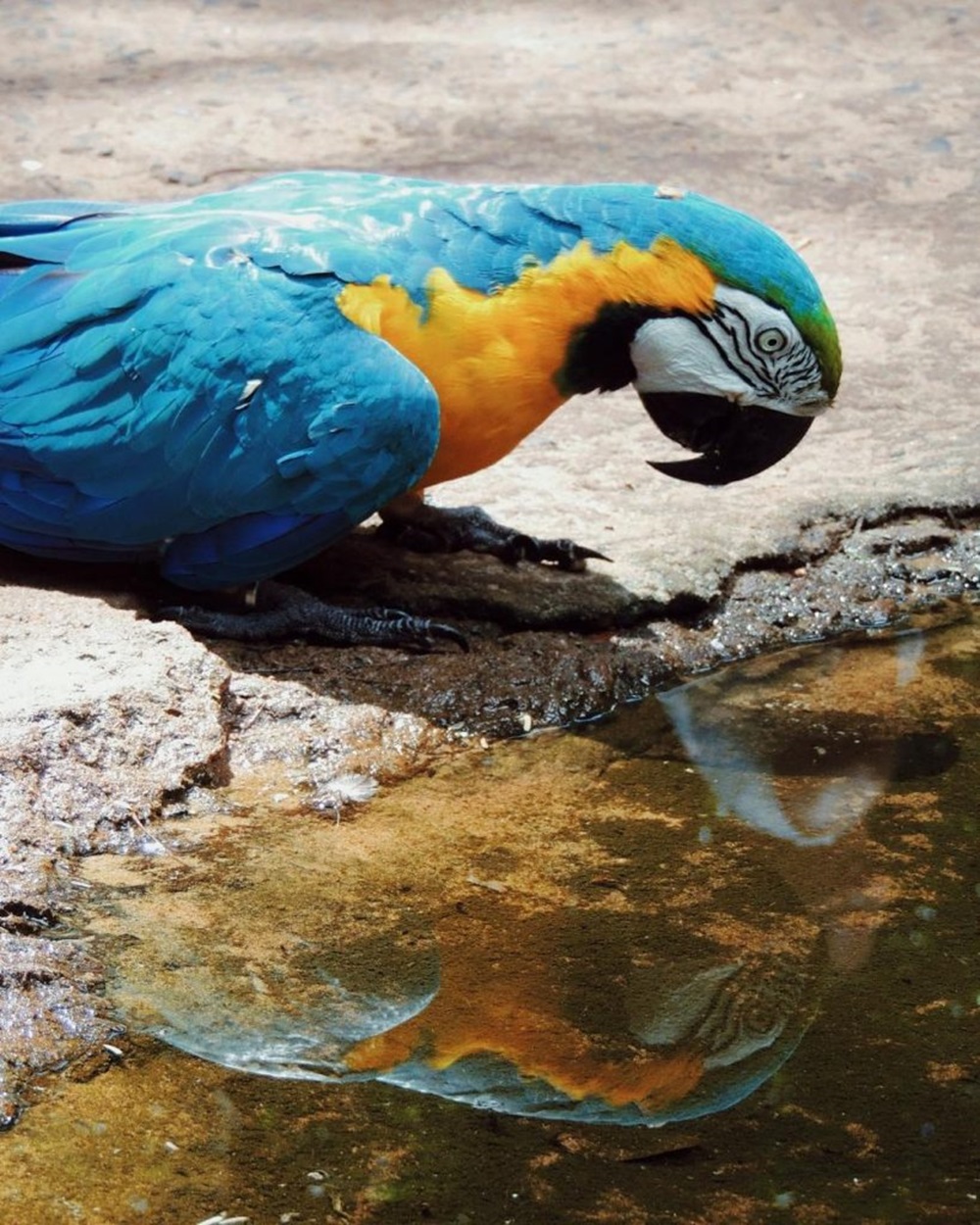 Arara-canindé de penas azuis e amarelas bebendo água em uma poça, com seu reflexo visível na superfície.