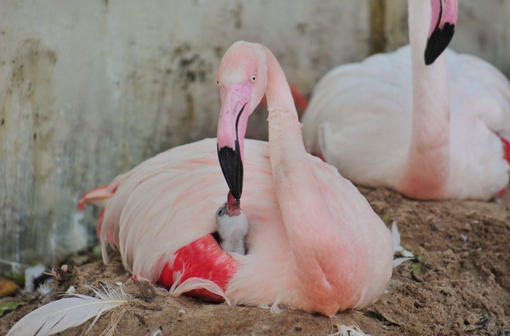 Biologia das Aves – Elas produzem um alimento específico para os filhotes dentro do seu papo!