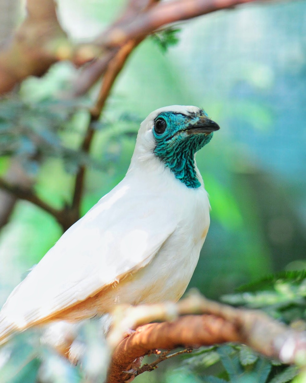 Close-up de uma araponga de plumagem branca com uma cabeça azul-esverdeada e olhos escuros, com fundo desfocado em tons de verde.