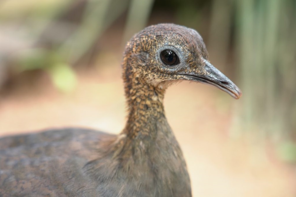  um close-up de ummacuco de plumagem marrom escura e olhos grandes e escuros. A ave tem um bico fino e ligeiramente curvado, e sua plumagem apresenta tons de marrom e preto. O fundo está desfocado, destacando a ave em primeiro plano. O ambiente parece ser natural, possivelmente em uma área de floresta ou vegetação densa. A expressão da ave é calma e observadora.