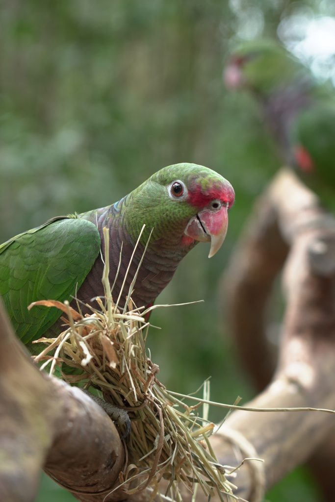 Um papagaio de peito roxo, sombra, galhos e folhas secas em seu bico, sobre um galho de árvore. Ao fundo, o ambiente da natureza está desfocado.