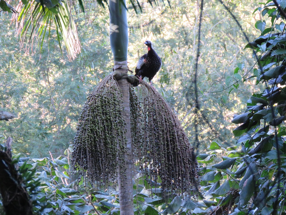  Uma jacutinga empoleirada no topo de uma palmeira-juçara, rodeada por um ambiente de floresta densa e iluminada pela luz do dia.