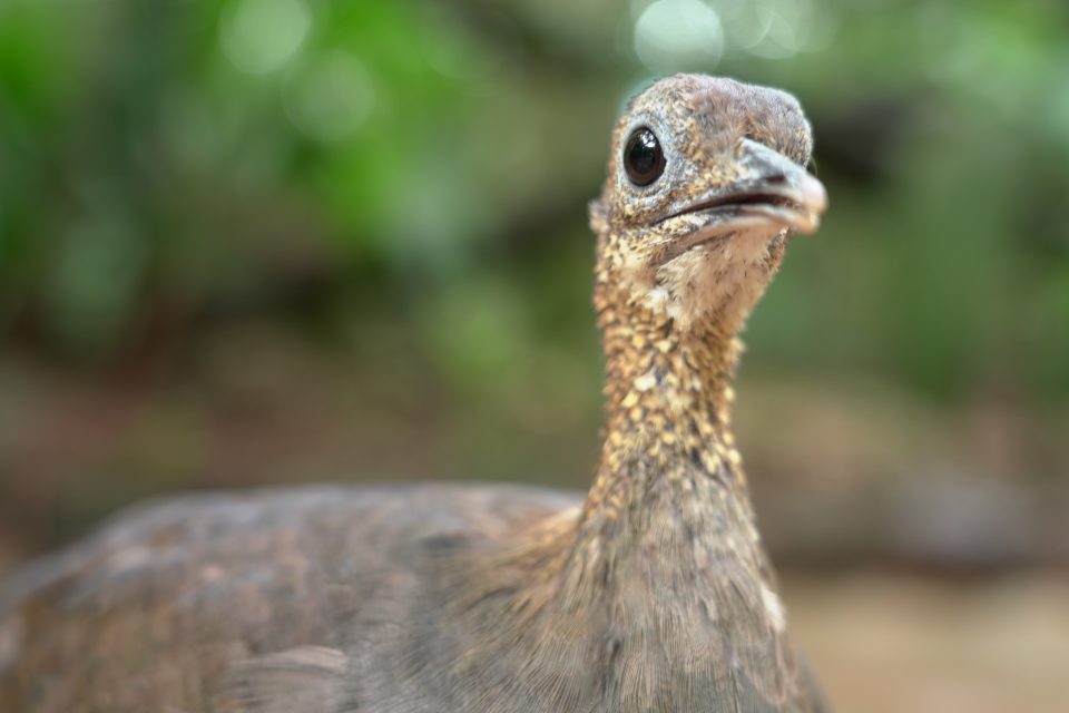 Nesse Dia dos Pais conheça as aves que são bons pais