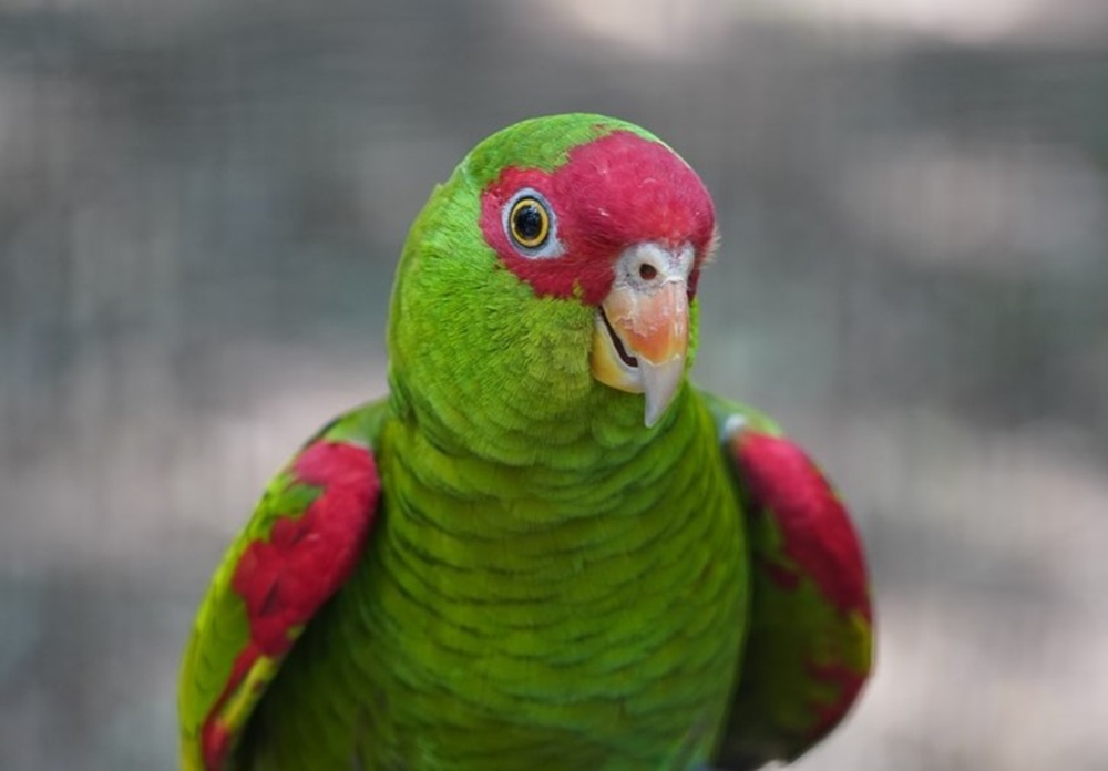 papagaio-charão (Amazona pretrei) olhando para a câmera