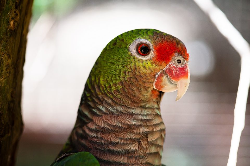 Reintrodução de animais na natureza. Como acontece?