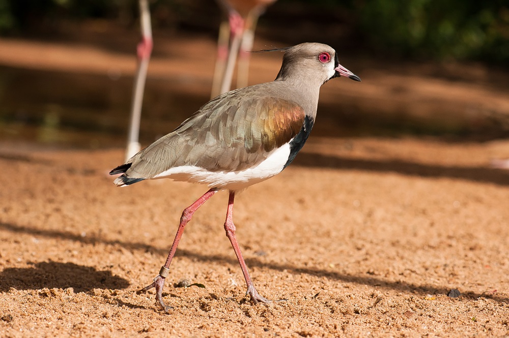 Quero-quero caminhando em um terreno de areia, com suas penas em tons de marrom, branco e preto, além de pernas finas e rosadas, e olhos com anel vermelho.