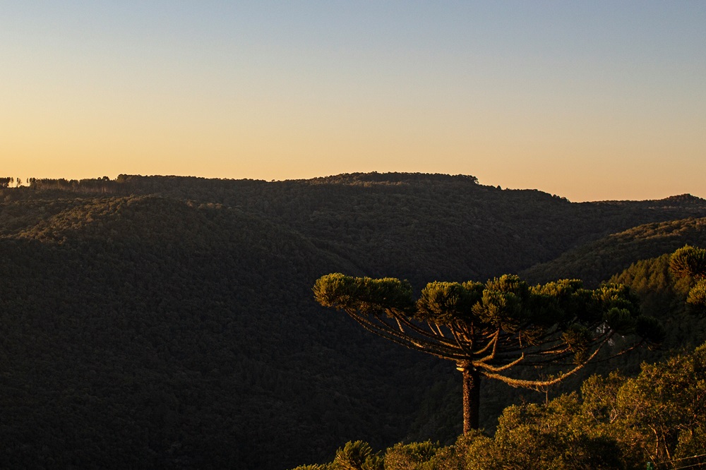 Araucária, árvore símbolo do sul do Brasil