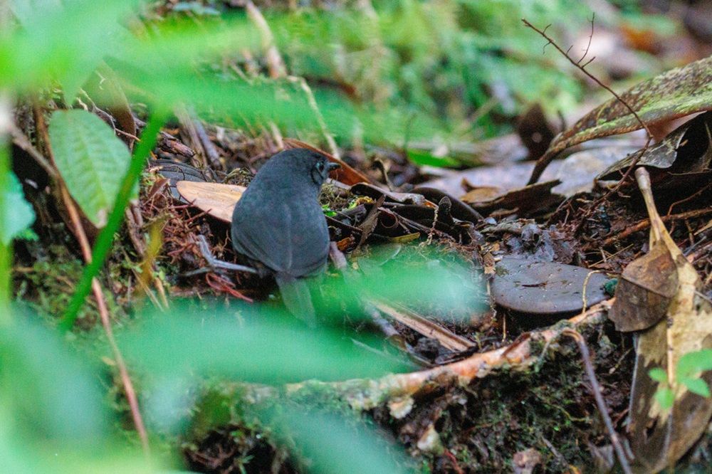 Tapaculo-preto-baiano Em meio a floresta