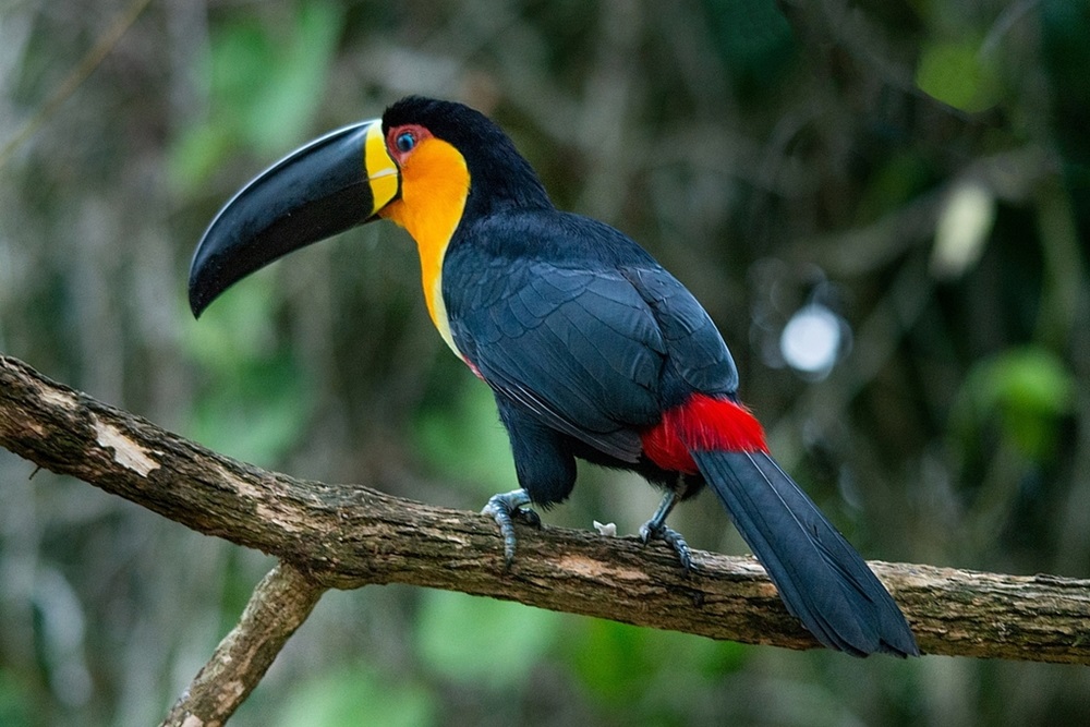 Tucano-de-bico-preto em um galho, exibindo suas cores vibrantes: peito amarelo, penas pretas e detalhes vermelhos na cauda. Seu longo bico preto é o destaque.