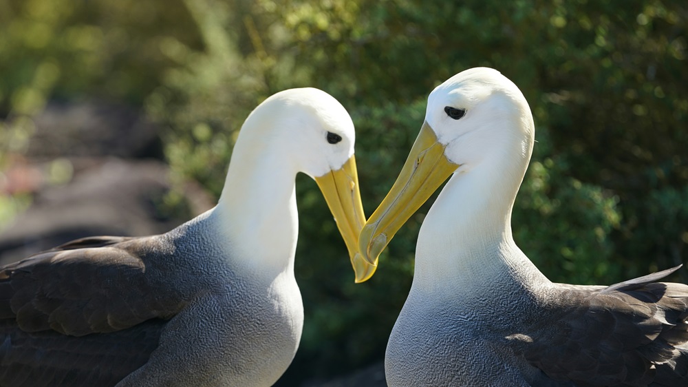 Dois albatrozes de bico amarelo, de frente um para o outro, em um ambiente natural, parecendo interagir de maneira afetuosa. Suas penas são predominantemente brancas e cinza, com um bico robusto e olhos escuros, em contraste com a vegetação ao fundo.