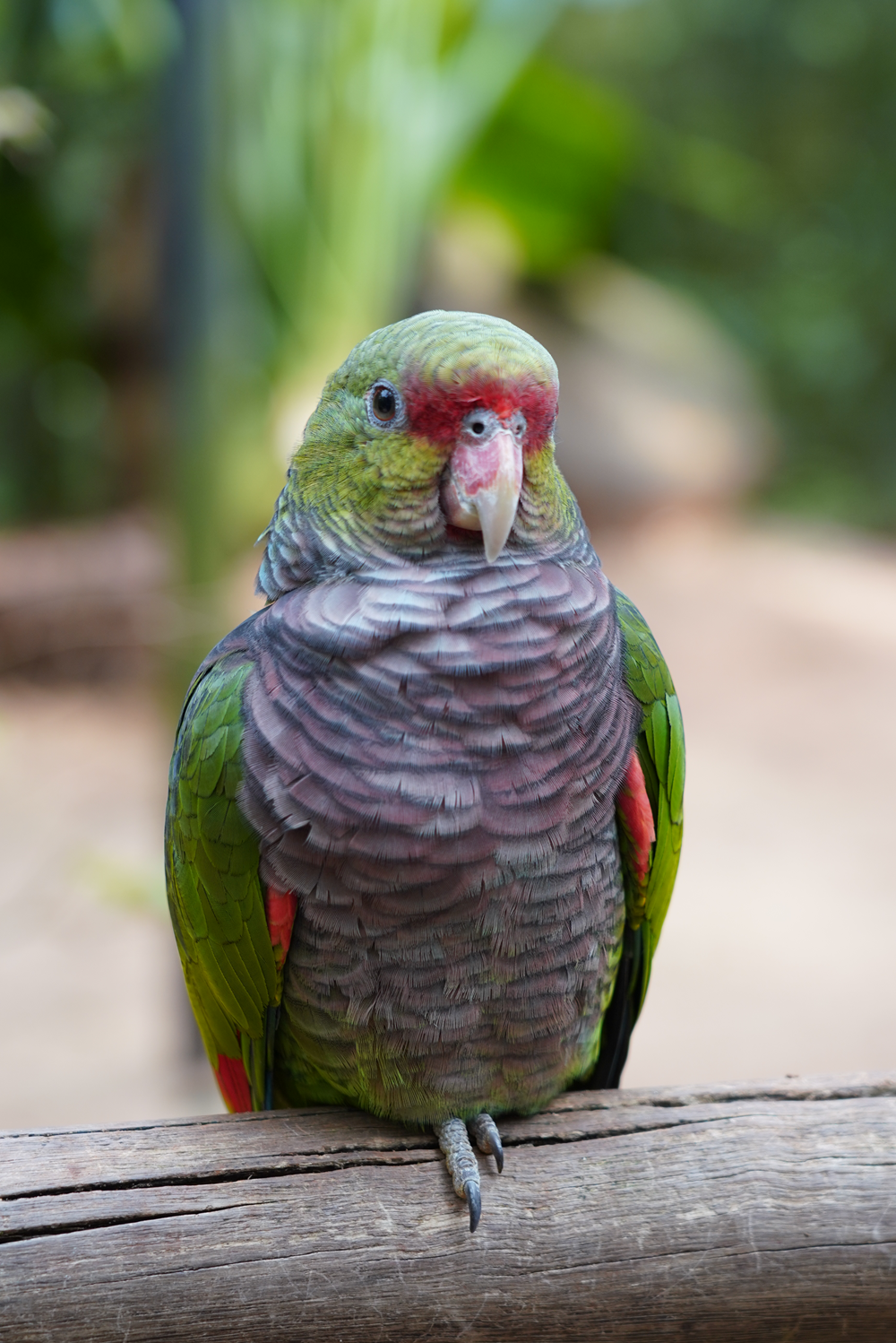 Papagaio-de-peito-roxo pousado em um tronco de madeira, exibindo sua plumagem colorida em tons de verde, roxo e vermelho, com um fundo desfocado de vegetação.