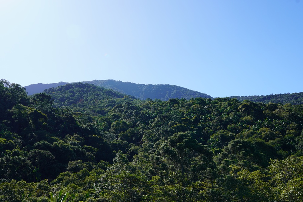 Vista panorâmica da Mata Atlântica com sua vegetação densa e montanhas ao fundo sob um céu azul claro. A floresta apresenta diferentes tons de verde, destacando a diversidade da flora.