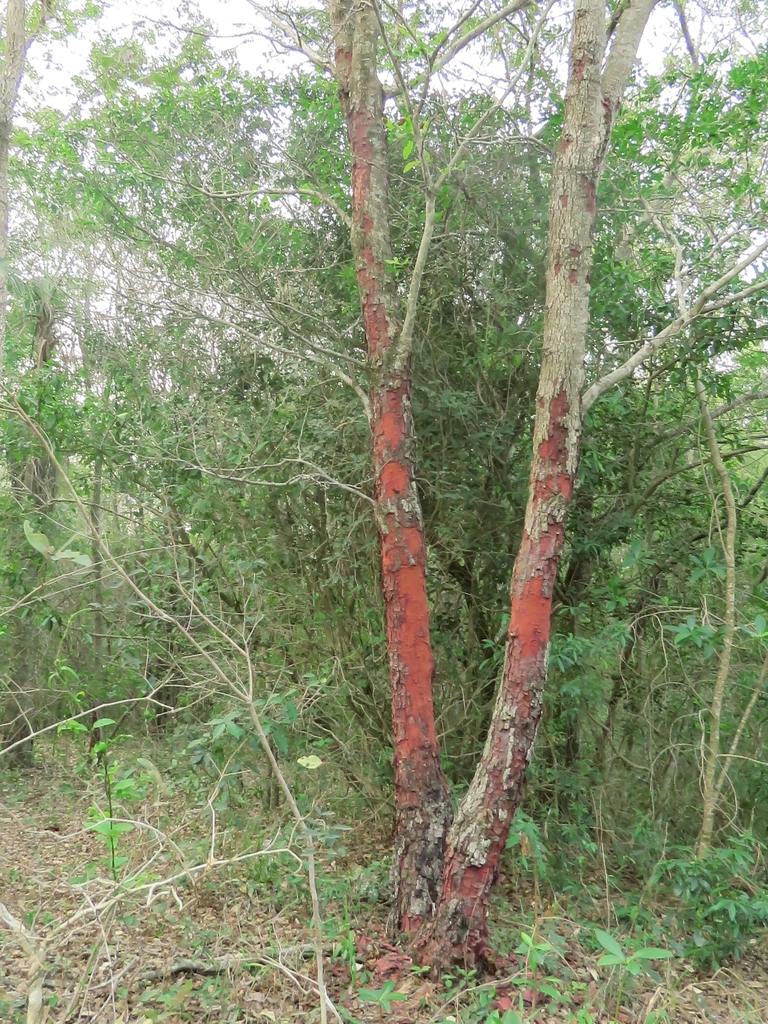  Tronco de uma árvore de copaíba com cascata avermelhada destacando-se na vegetação densa ao redor.