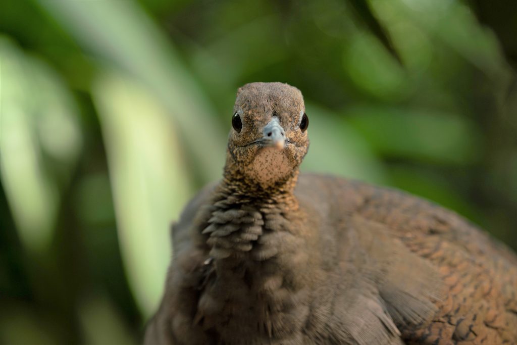 ave considerada em perigo de extinção no Paraná