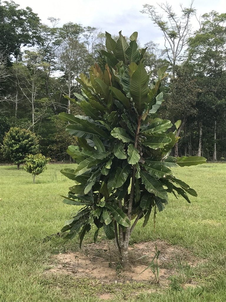  Árvore jovem de pequeno porte com folhagem densa e verde escura, localizada em um campo gramado, cercada por outras árvores ao fundo.