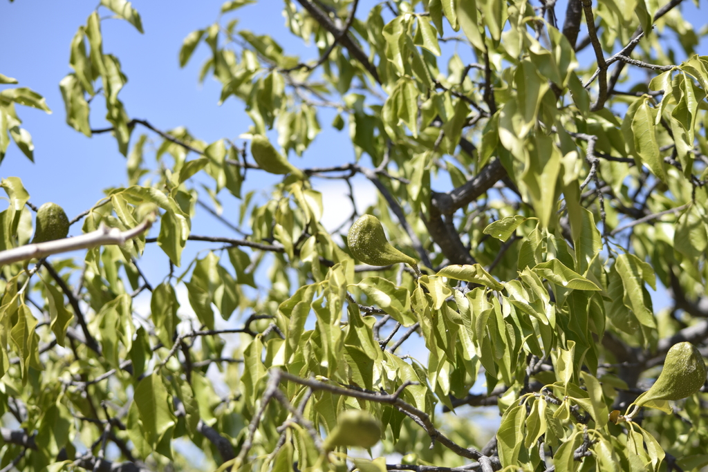 Ramo de árvore de guatambu, com folhas verdes e frutos em formato ovalado, capturados em um dia ensolarado com céu azul ao fundo.