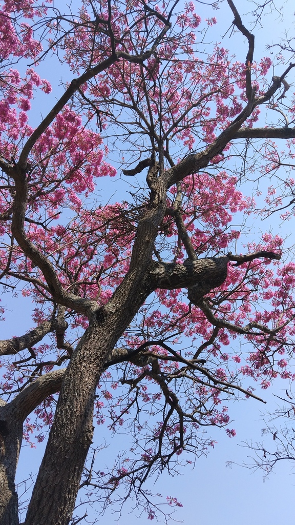 Árvore de ipê rosa fotografada de baixo para cima, destacando suas flores vibrantes em contraste com o céu azul claro.