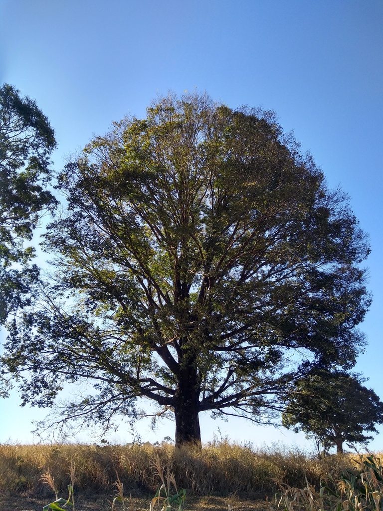 Uma árvore de jequitibá-vermelho imponente, com copa ampla e folhas verdes, destacando-se em um campo aberto sob um céu azul claro.