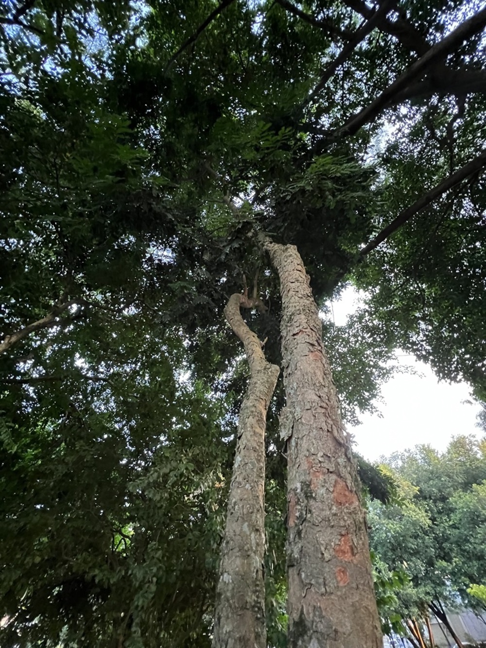 Imagem de uma árvore de grande porte, com tronco robusto e folhas verdes que formam uma copa densa. O céu azul e limpo aparece ao fundo, destacando a árvore.