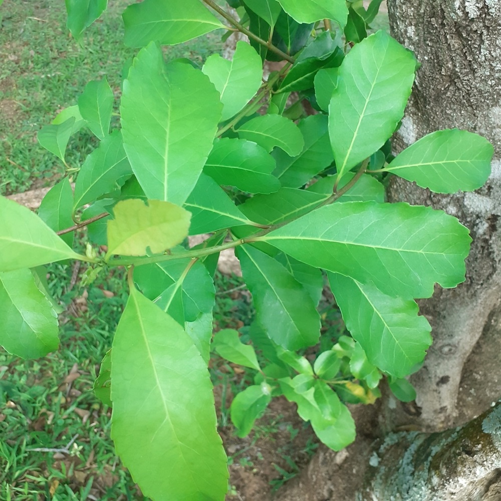 Folhas verdes da Erva-mate, em destaque, com bordas serrilhadas e textura brilhante, capturadas em ambiente natural.