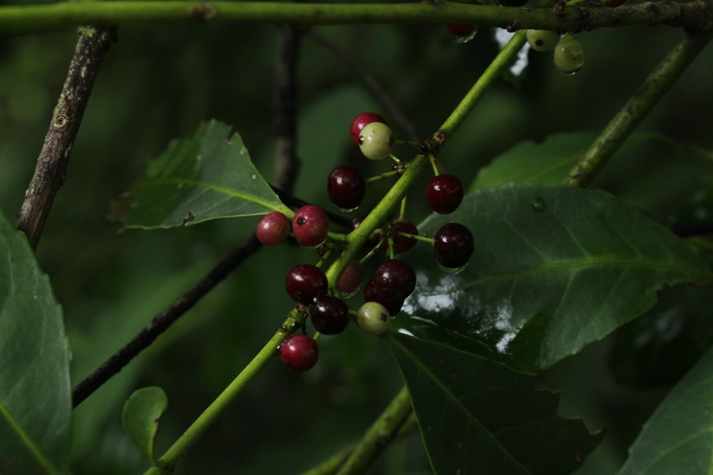 Fruto da erva-mate. 