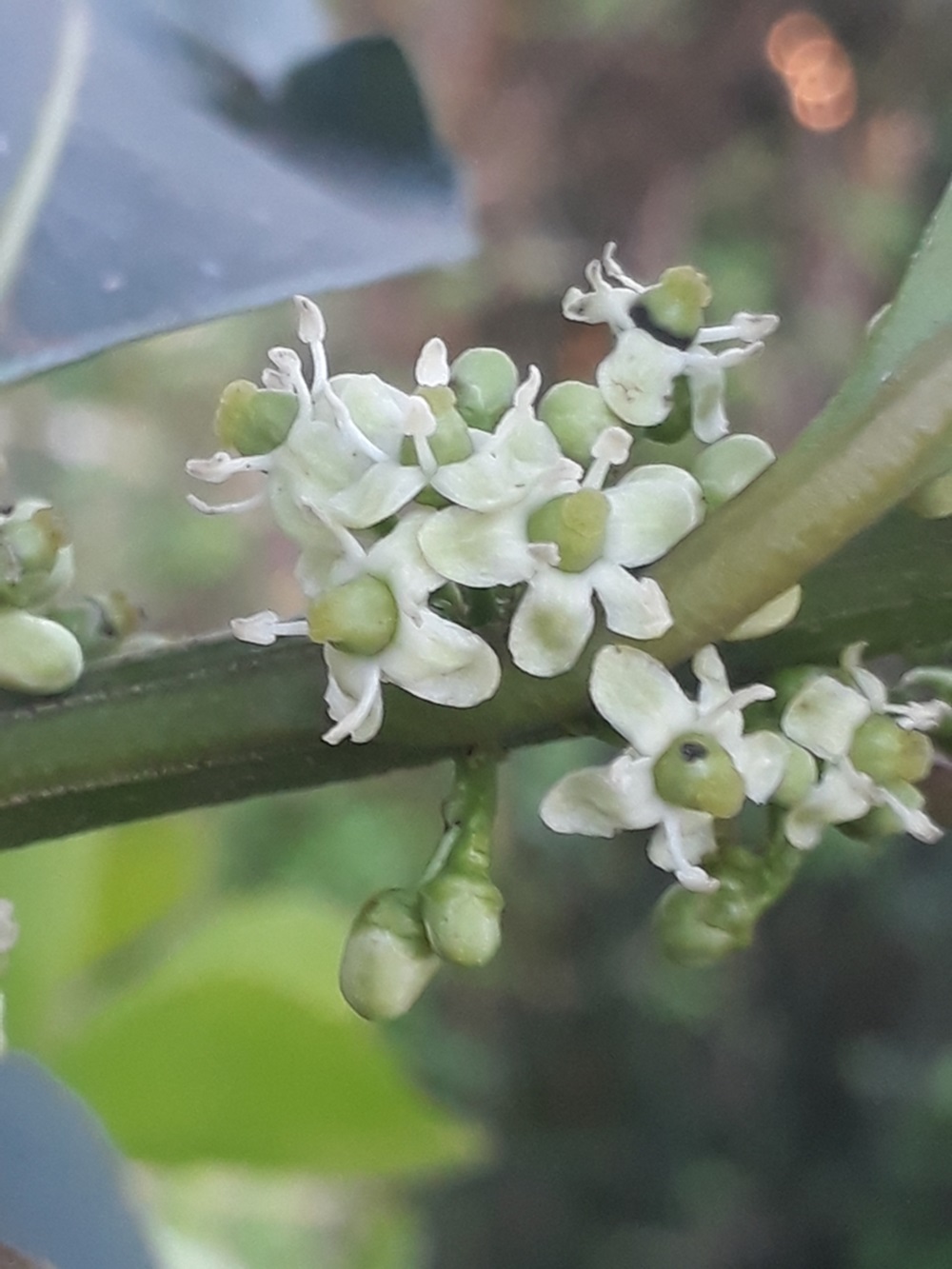 Flores da erva-mate.