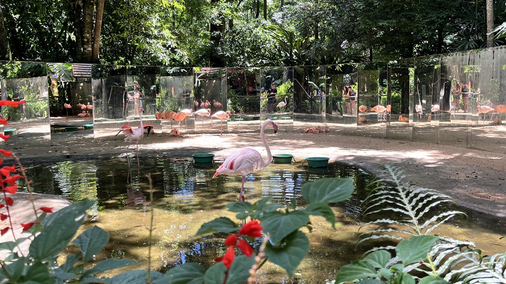 Recinto dos Flamingos no Parque das Aves