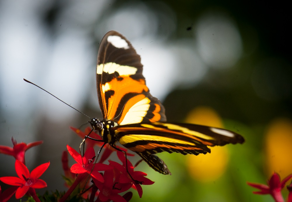 Borboleta