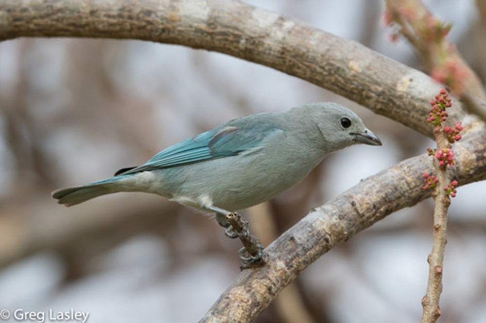 5 atividades que podem prejudicar as aves