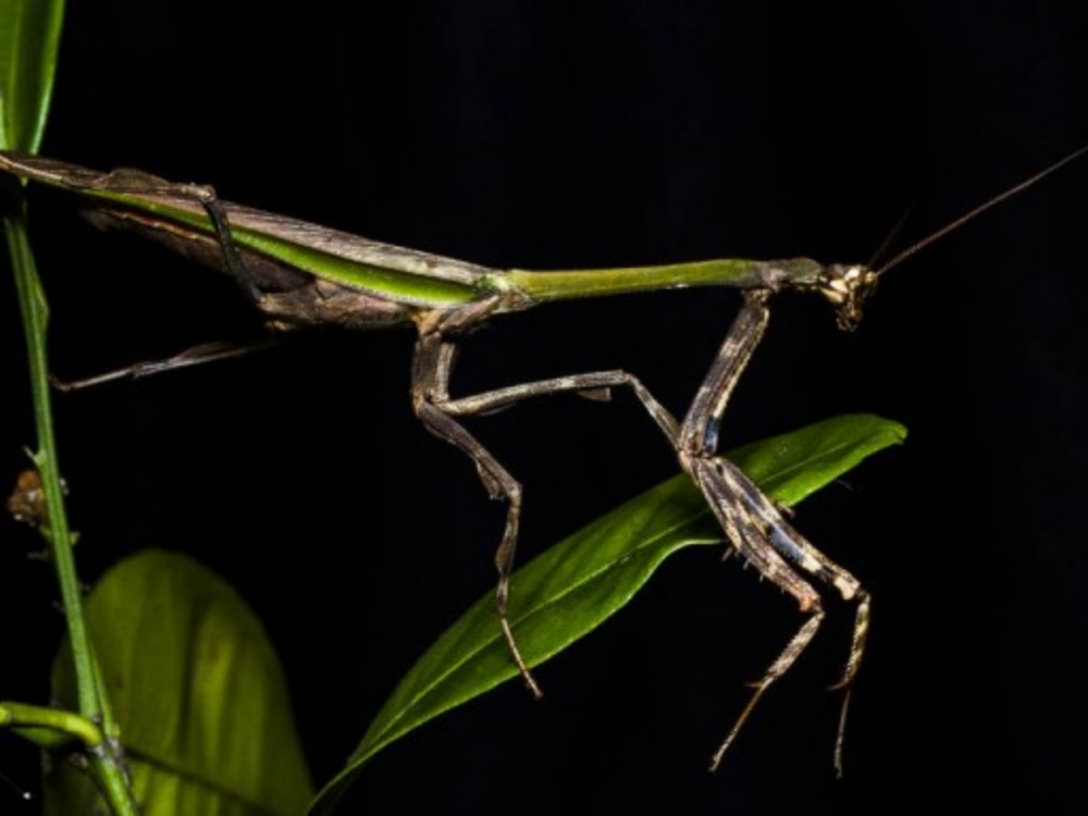 Louva-a-deus em um galho verde, com corpo delgado e patas articuladas em posição de descanso. Fundo preto destacando o inseto e a folhagem.