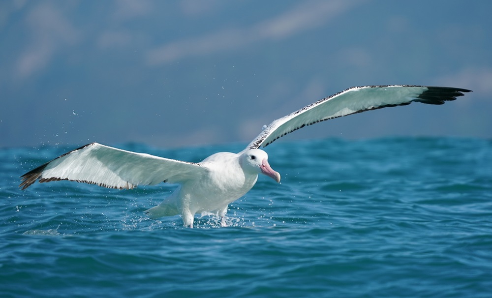 Albatroz voando sobre o mar