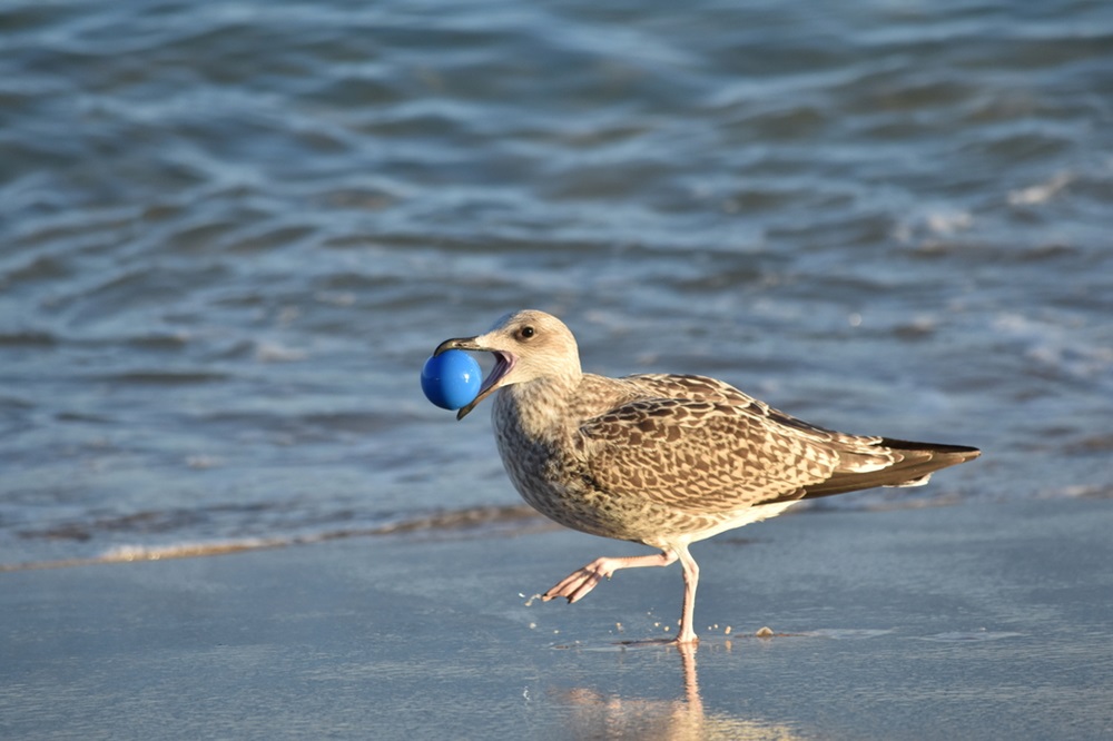 Gaivota-de-Patas-Amarelas (Larus michahellis) “pescando” uma bolinha