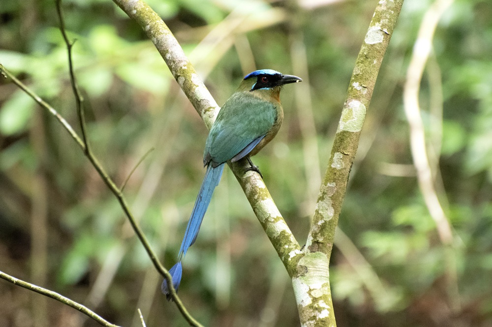 Ave de cauda longa azul, cabeça com uma faixa azul brilhante e corpo verde-acinzentado, pousada em um galho em meio à floresta.