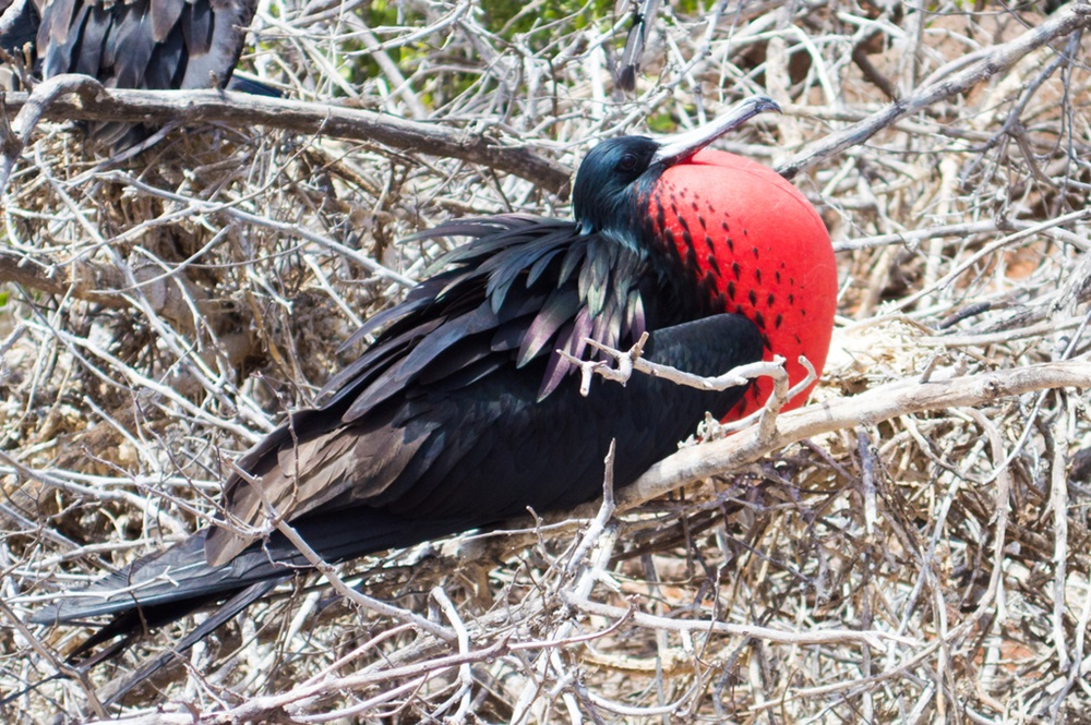 Ave fragata macho com plumagem preta e um grande saco vermelho inflado em seu pescoço, exibindo-se em meio a pedaços secos.