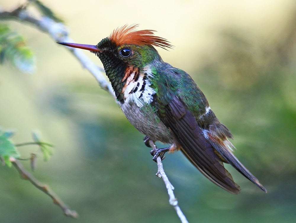 Beija-flor com plumagem verde iridescente, peito branco com manchas pretas e uma crista alaranjada, pousado em um galho fino.