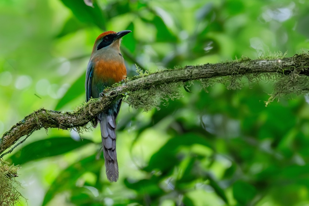 Pássaro com plumagem azul, laranja e verde pousado em um galho coberto de musgo em meio a uma floresta tropical.