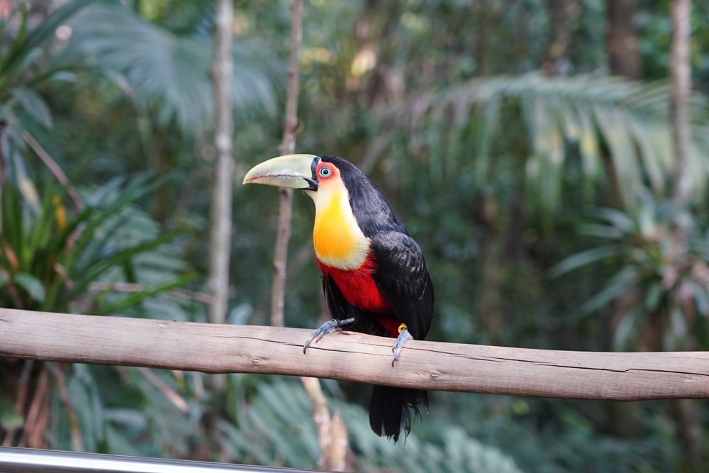 7 mutações genéticas que mudam a cor das aves