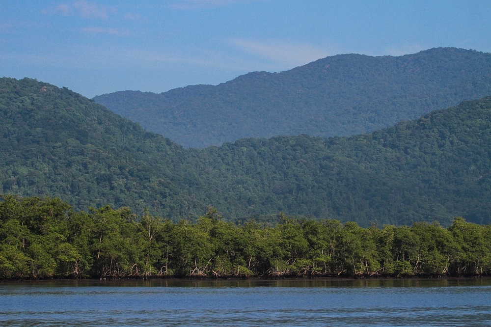 4 peixes da Mata Atlântica que estão ameaçados de extinção