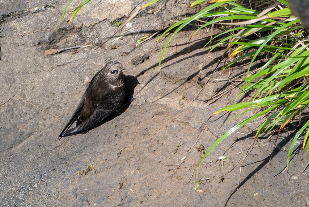 aves de penas marrom descansando em pedra