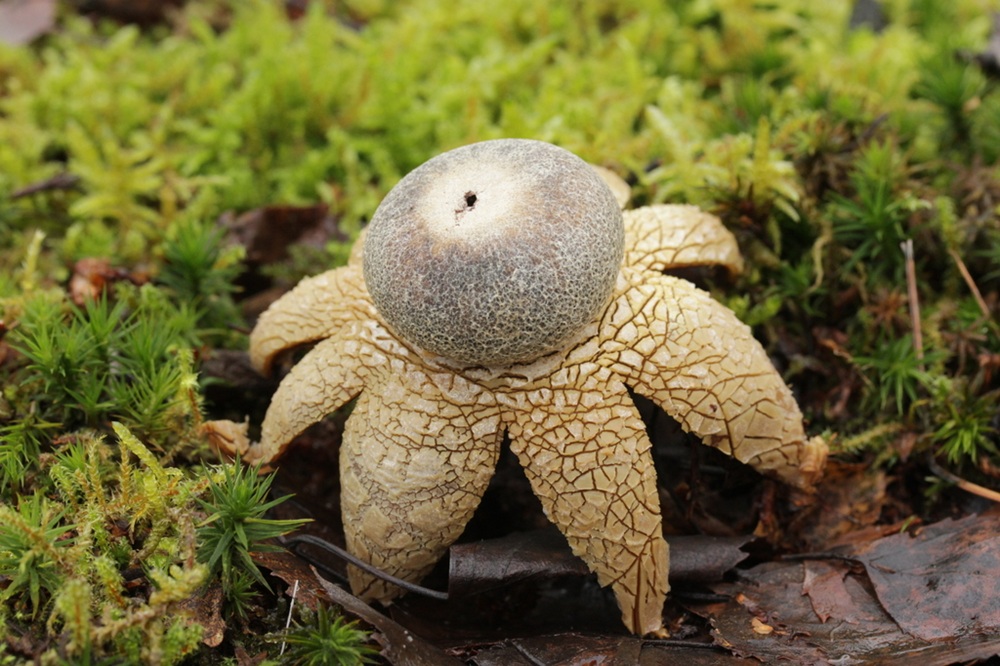  Um fungo estrela-da-terra emergindo do solo entre músculos verdes, com sua estrutura em forma de estrela aberta e uma esfera central liberando esporos.