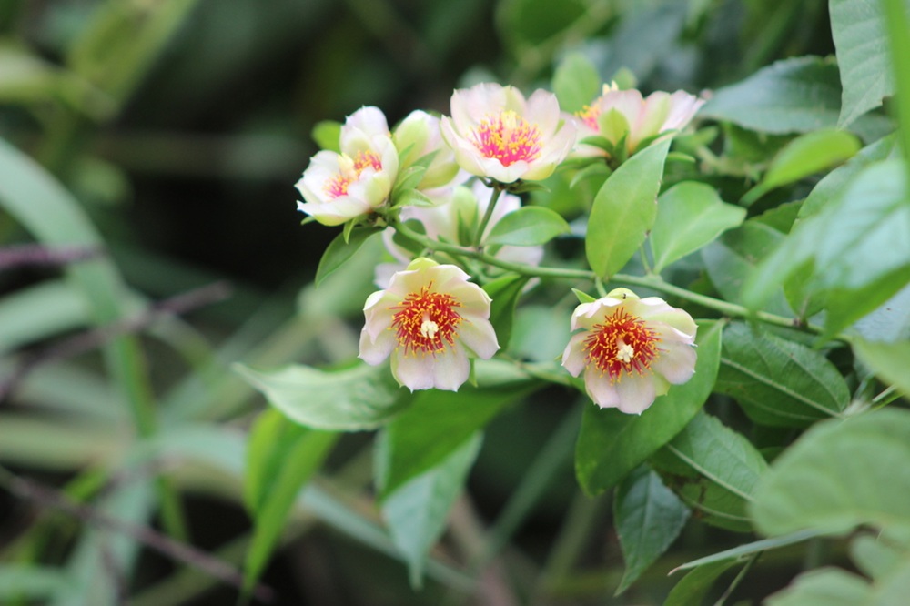 Pequenas flores de tom creme com centro avermelhado e amarelo, rodeadas por folhas verdes vibrantes em meio à vegetação.